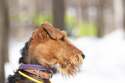 Welsh terrier on white snow, an Animal Photo by AlexBush