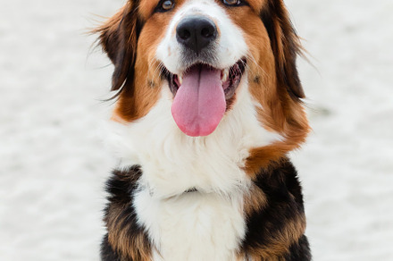 Big cute dog sitting on the sand, an Animal Photo by José Manuel Gelpi