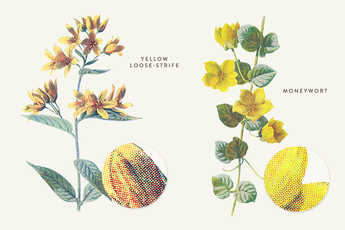 Vintage Flower Illustrations Bundle, an Illustration by Greta Ivy (Photo 15 of 62)