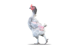 Gray Hen with Feather Loss Isolated, an Animal Photo by Pakosta