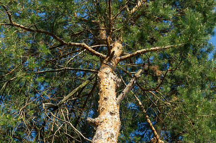 Tree Bark Patterns preview 4