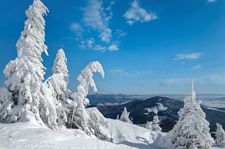 Snow covered fir trees on snowy mountain plateau, tops with snow, a Nature Photo by YuriyB