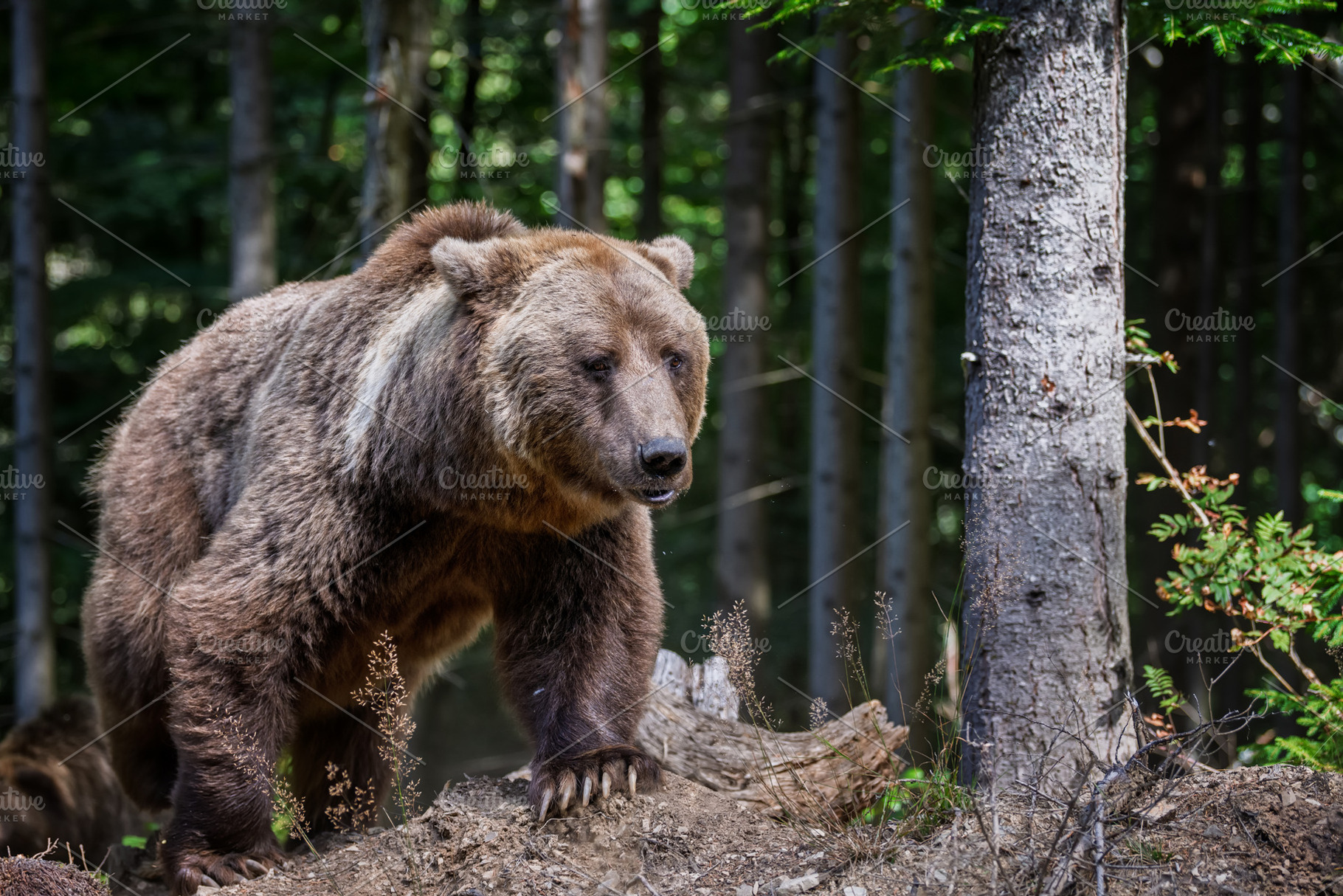 Brown bear foraging in a forested area with green foliage and tr, an Animal Photo by Byrdyak