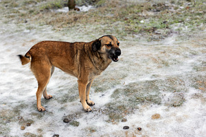 Alert brown dog standing on a lightly snow-covered field, lookin, an Animal Photo by Ales Munt