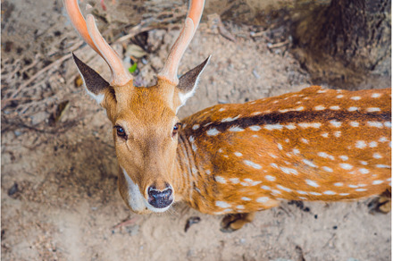 Deer in the summer in the forest, an Animal Photo by Elizaveta Galitskaya