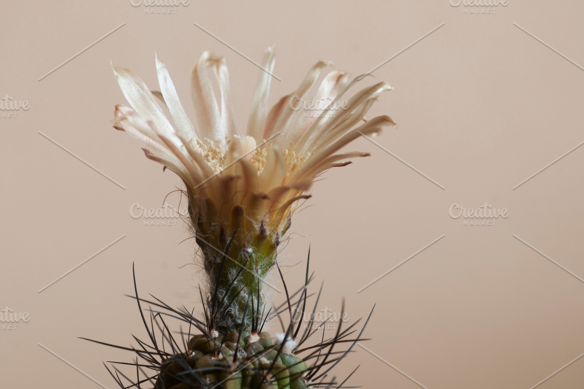 Neochilenia flower featuring cactus, flower, and neochilenia, a Nature Photo by Alexander62 (Photo 1 of 2)