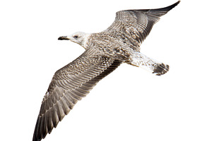 Seagull flying high angle view, an Animal Photo by DanFLCreativo