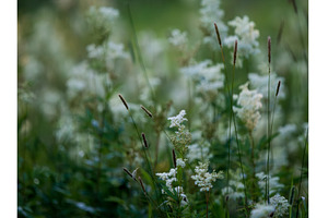 Field of White Flowers and Grass, a Nature Photo by Fascinadora