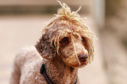portrait of a spanish spaniel, an Animal Photo by Perpis