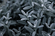 Silver Succulents Photo Pack, a Templates & Theme by c l a r a X Y (Thumbnail 5 of 5)
