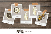 Hand drawn life cycle of a honey bee, an Animal Illustration by handsketched (Thumbnail 3 of 7)