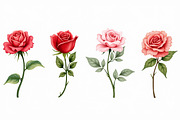 Romantic Watercolor Rose Clipart Set, an Illustration by hafijul (Thumbnail 6 of 12)