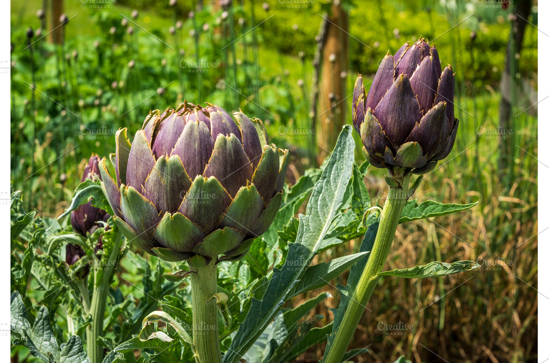 Detail of the flower head of an, a Food & Drink Photo by Backyard Stock