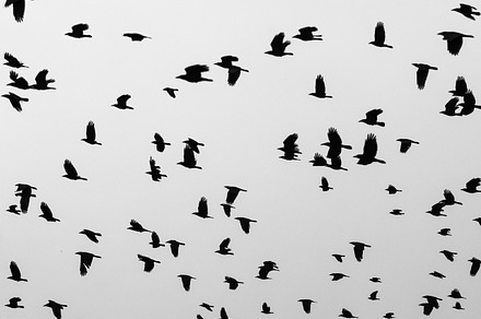 The bird flight stock photo containing outdoor and abstract, an Animal Photo by oksix