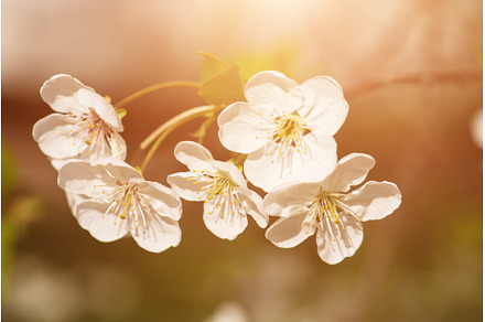 Cherry flowers frame, a Nature Photo by Nature and travel
