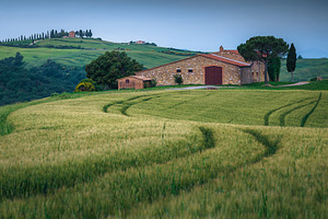 Wonderful green grain fields, Italy, a Nature Photo by Alpine Dreams