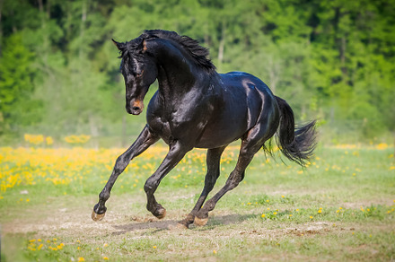 Black horse runs gallop on meadow, an Animal Photo by dotana.van.lee