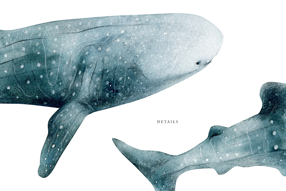 Watercolor Sharks. Ocean animals set, an Animal Illustration by Diana Askarova Art (Photo 4 of 9)