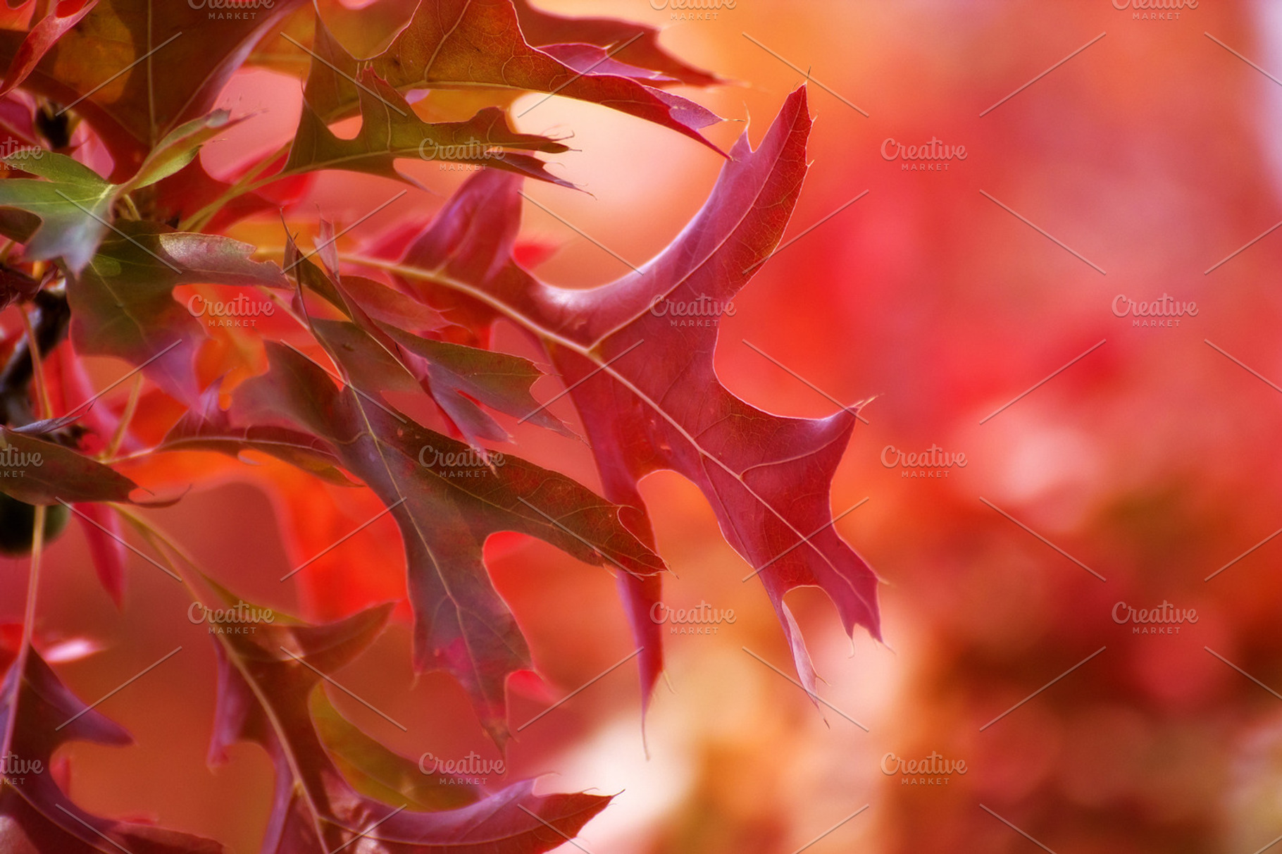 autumn red background