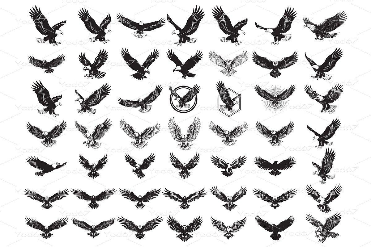 Collection of eagles in flight, an Animal Illustration by yod67
