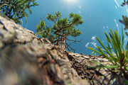 98 Trees view from below, a Nature Photo by Handmadefont (Thumbnail 73 of 98)