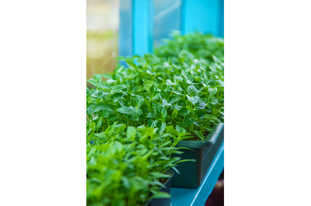 Pepper seedlings grow in spring, a Nature Photo by yanadjana