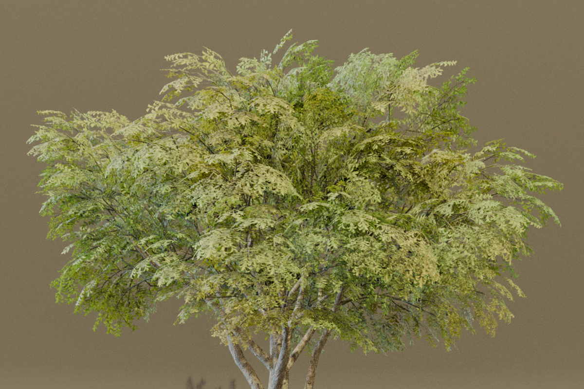 The American Elm Tree, a Plants & Tree 3D Model by FuturePastCreatives (Photo 3 of 5)