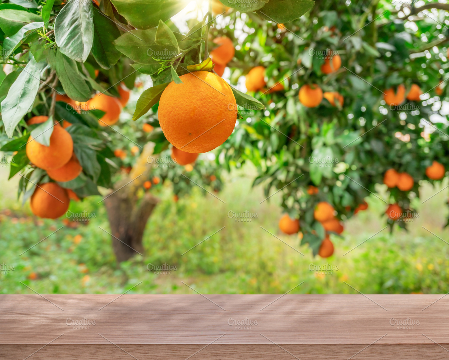 Wooden table top and orange trees, a Food & Drink Photo by Volff