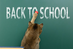 A domestic tabby cat stands with its back to the words BACK TO S, an Animal Photo by ndanko