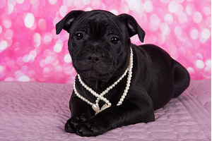 Black American Staffordshire Terrier, an Animal Photo by COLORFUL