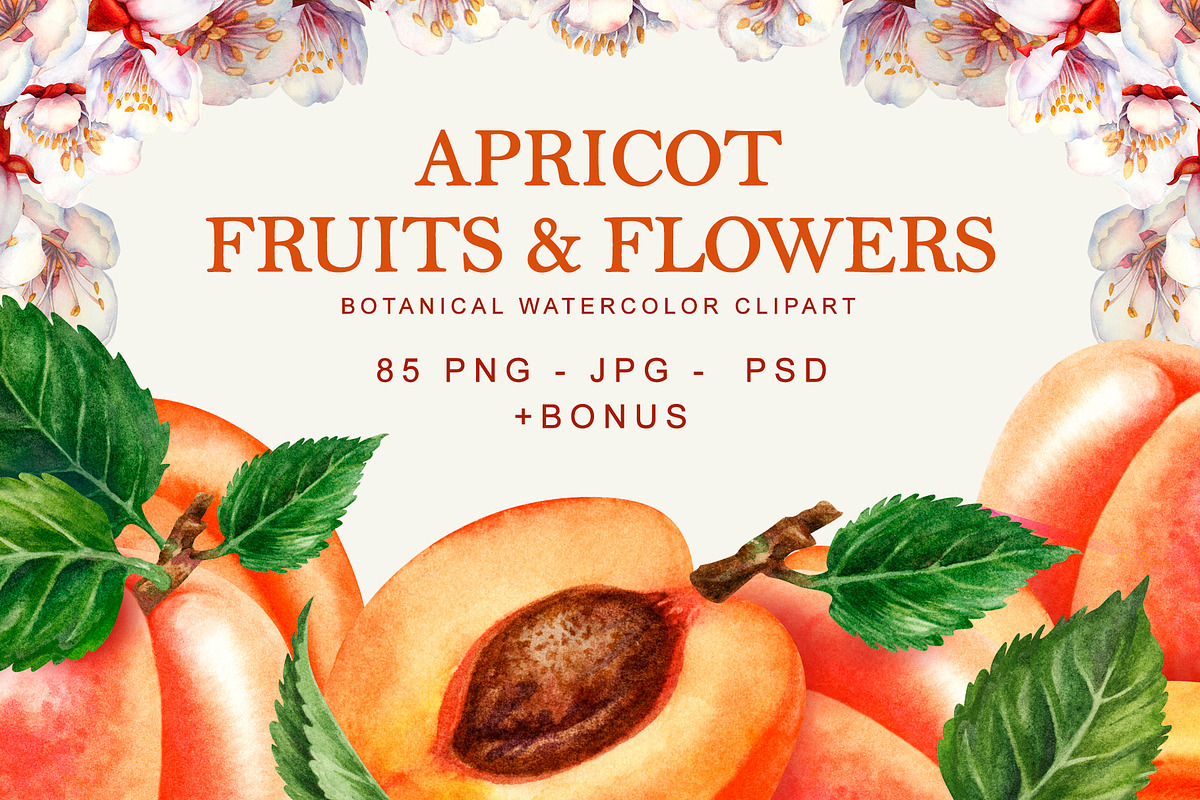 Apricot Fruits & Flowers, watercolor, a Food Illustration by EL_SUHOVA (Photo 1 of 17)