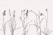 Dried Flowers, Petals, Shoots, an Illustration by TheBlackPixelCo (Thumbnail 2 of 8)