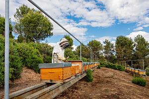 Beekeeper working with beehives in a, an Arts & Entertainment Photo by Perpis