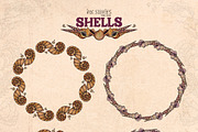 Shells, an Animal Illustration by Ink Stories (Thumbnail 7 of 21)