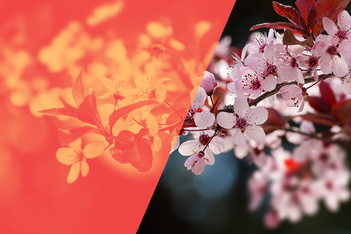 Pink Spring Flowers, a Texture Graphic by QueenDesigns (Photo 5 of 6)