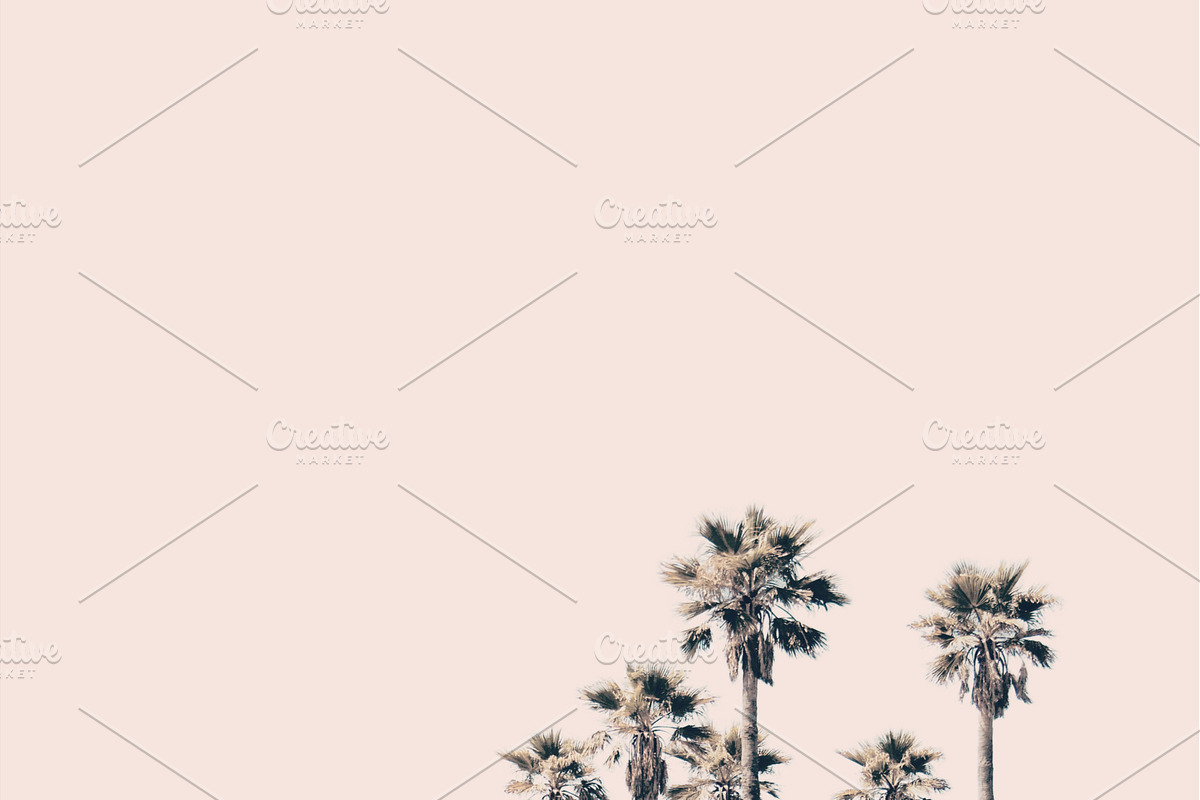 Hollywood Palms, a Nature Photo by The Free Creatives (Photo 2 of 2)