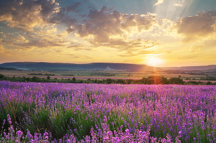 Meadow of lavender containing lavender, field, and meadow, a Nature Photo by djgis