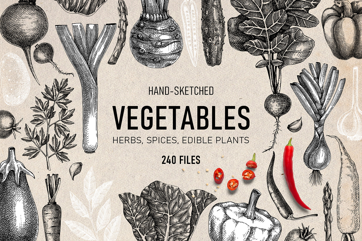 Vegetables & Herbs Vector Sketches., an Object Graphic by Yevheniia (Photo 1 of 11)