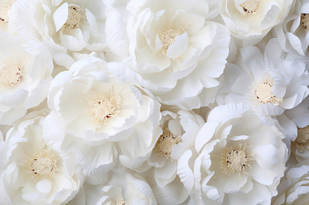 Background of white peony flowers, a Nature Photo by AlyaAnd