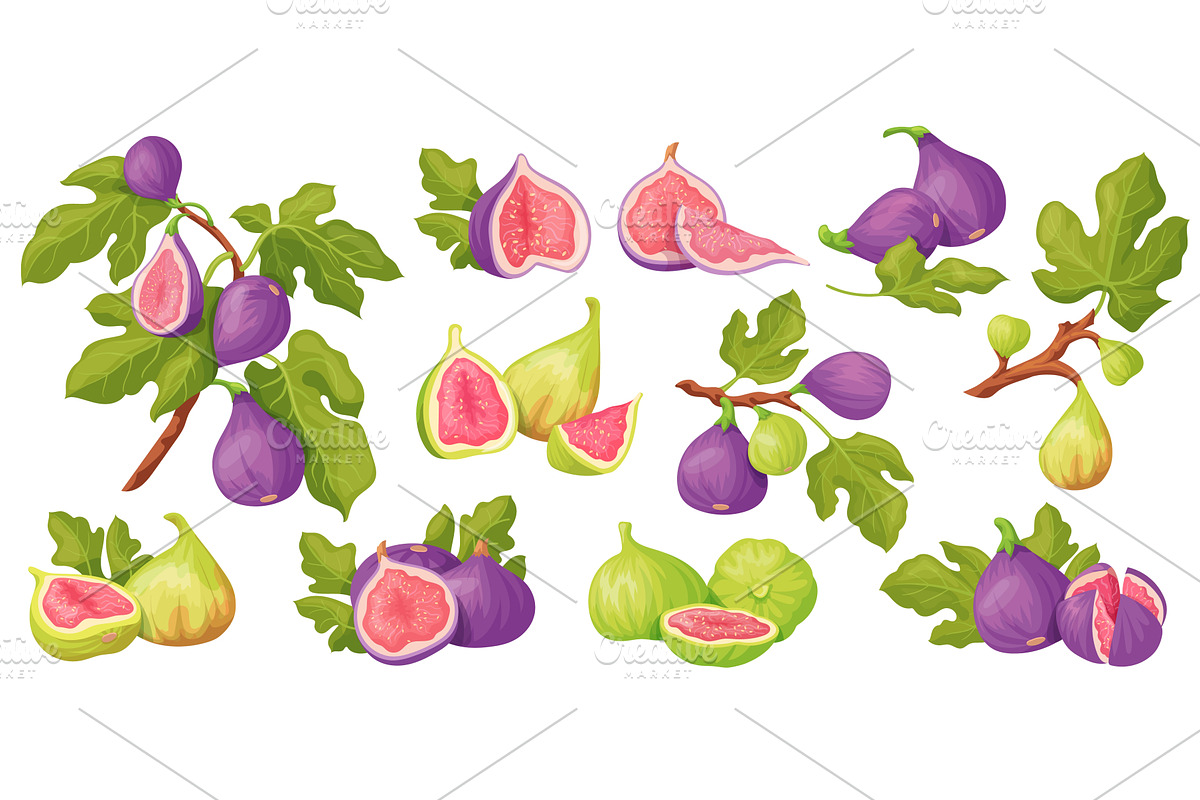 Cartoon fig. Sweet figs purple or, a Food Illustration by Stock-Smart-Start