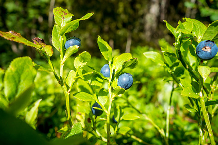 European Blueberry - bilberry - closeup view, a Nature Photo by GoodGoods