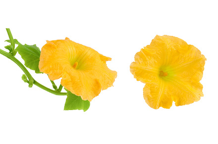 Yellow pumpkin or zucchini flower, a Food & Drink Photo by NataPhoto