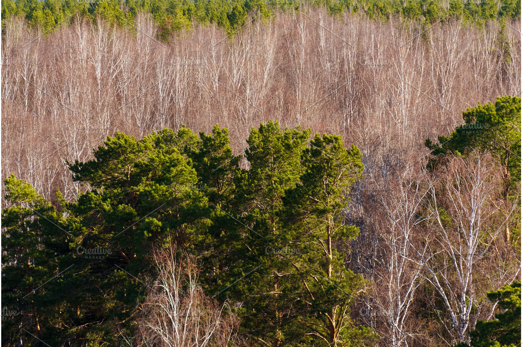 Forest landscape showcasing, a Nature Photo by darksoul72