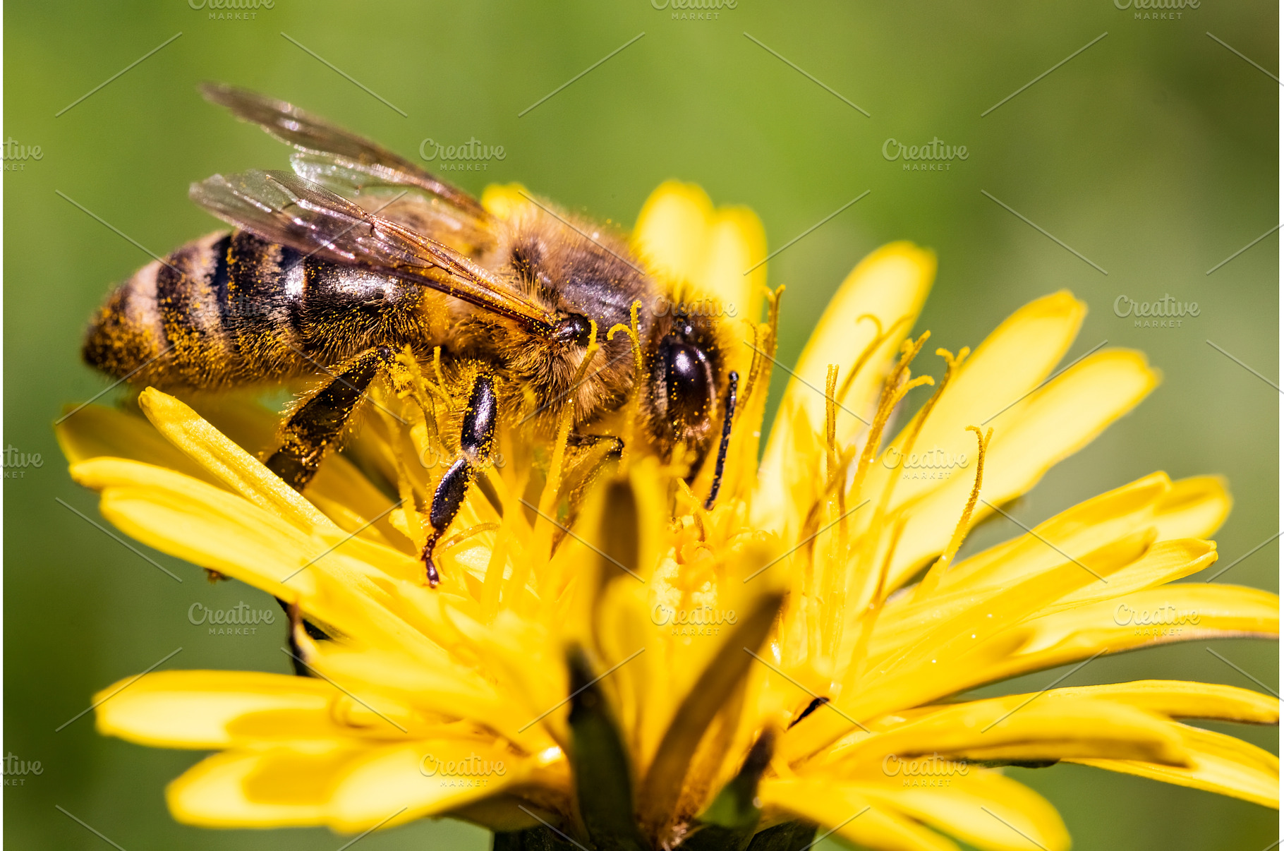 Detail closeup of honeybee, Apis, an Animal Photo by MadPhotos