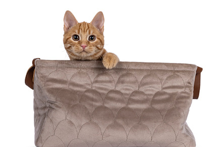 European Shorthair cat on white background