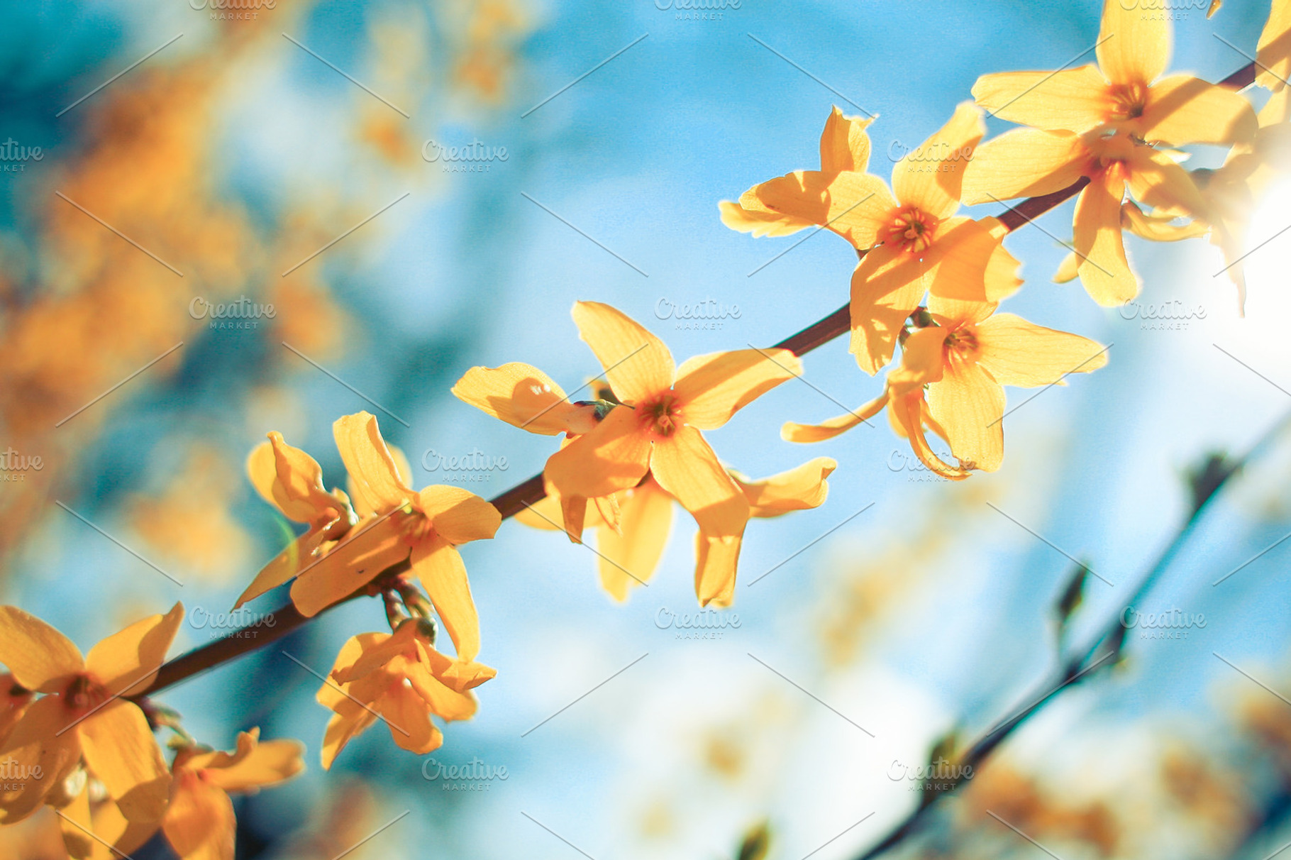 Border forsythia forsythia × intermedia containing border forsythia