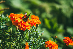 Beautiful Orange Marigold Flowers