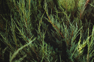 Pine tree branch