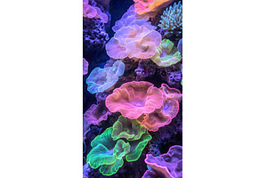 Colorful Cup Mushroom Corals Growing, a Nature Photo by Lermont51