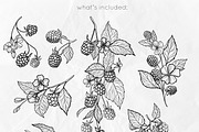Raspberry | Line art & Color vector, a Decorative Illustration by Dervik Art Store (Thumbnail 5 of 8)